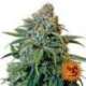 5 UND FEM - LIBERTY HAZE * BARNEY'S FARM 5 UND FEMINIZADAS