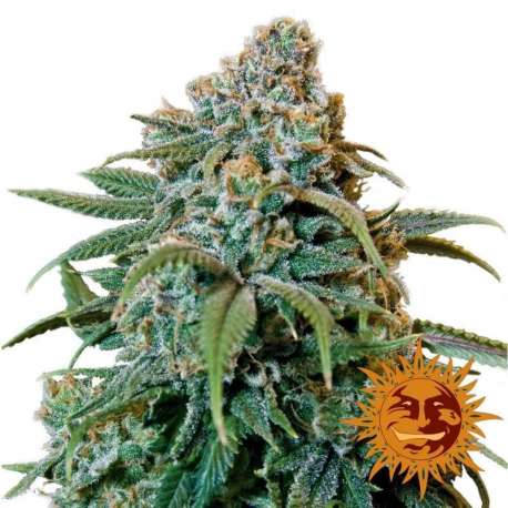 5 UND FEM - LIBERTY HAZE * BARNEY'S FARM 5 UND FEMINIZADAS