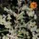 10 UND FEM - DR.GRINSPOON * BARNEY' S FARM 10 UND FEMINIZADAS