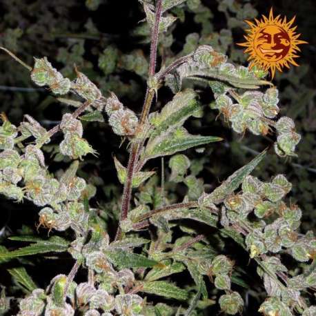 10 UND FEM - DR.GRINSPOON * BARNEY' S FARM 10 UND FEMINIZADAS