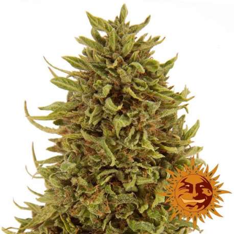 10 UND FEM - PINEAPPLE EXPRESS (AUTO FLOWERING) * BARNEY'S FARM 10 FEM SEEDS