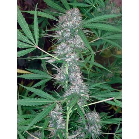 10 UND REG - CARIBE * CANNABIOGEN