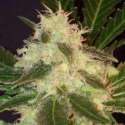 3 UND FEM - WIDOW * CBD SEEDS 3 UND FEMINIZADAS