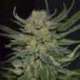 3 UND FEM - DOMINA * CBD SEEDS 3 UND FEMINIZADAS
