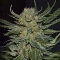 3 UND FEM - DOMINA * CBD SEEDS 3 UND FEMINIZADAS