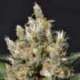 3 UND FEM - KALI * CBD SEEDS 3 UND FEMINIZADAS