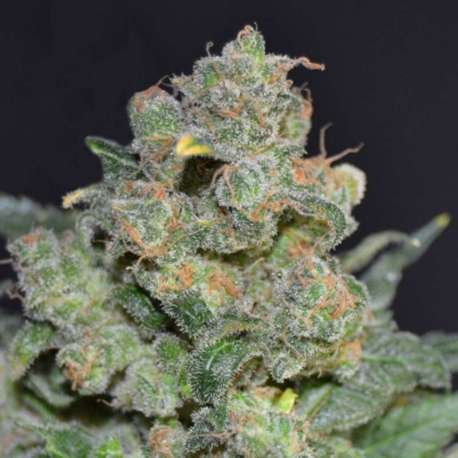 3 UND FEM - CHEESE * CBD SEEDS 3 UND FEMINIZADAS