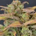 3 UND FEM - AUTO CRITICAL * CBD SEEDS 3 UND FEMINIZADAS