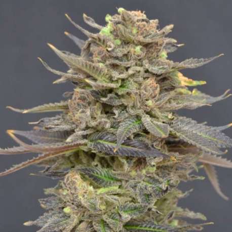 3 UND FEM - MAGMA * CBD SEEDS 3 UND FEMINIZADAS