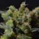 3 UND FEM - ZEN * CBD SEEDS 3 UND FEMINIZADAS