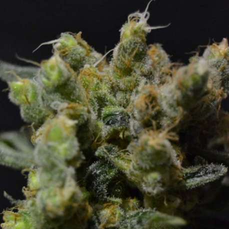 3 UND FEM - ZEN * CBD SEEDS 3 UND FEMINIZADAS