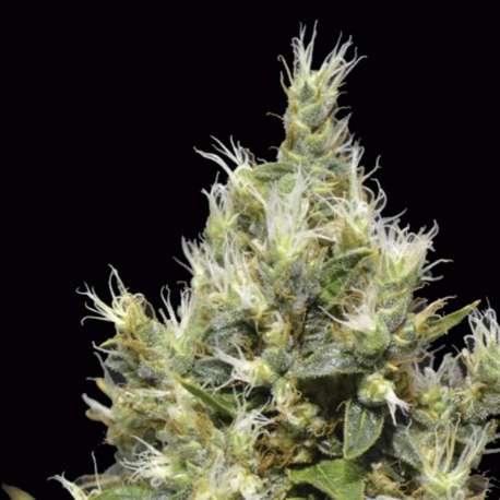 6 UND FEM - NORTHERN * CBD SEEDS 6 UND FEMINIZADAS