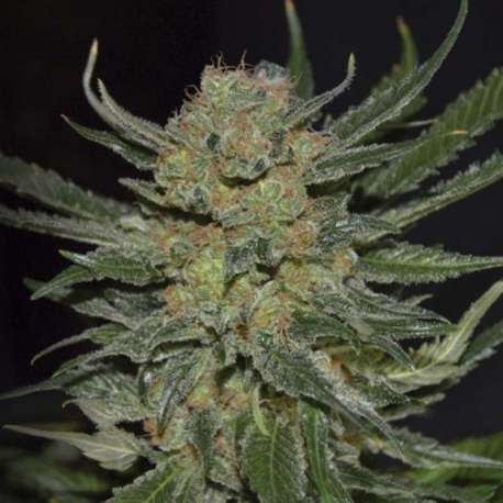 6 UND FEM - DOMINA * CBD SEEDS 6 UND FEMINIZADAS