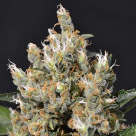 6 UND FEM - KALI * CBD SEEDS 6 UND FEMINIZADAS