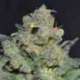 6 UND FEM - CHEESE * CBD SEEDS 6 UND FEMINIZADAS