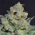 6 UND FEM - CHEESE * CBD SEEDS 6 UND FEMINIZADAS
