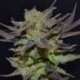 6 UND FEM - AUTO LAVENDER * CBD SEEDS 6 UND FEMINIZADAS