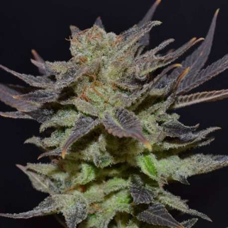 6 UND FEM - AUTO LAVENDER * CBD SEEDS 6 UND FEMINIZADAS