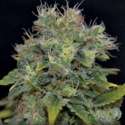 6 UND FEM - AUTO YUMBOLT * CBD SEEDS 6 UND FEMINIZADAS