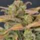 6 UND FEM - AUTO CRITICAL * CBD SEEDS 6 UND FEMINIZADAS
