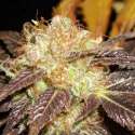 6 UND FEM - AUTO DIESEL * CBD SEEDS 6 UND FEMINIZADAS
