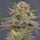 6 UND FEM - MAGMA * CBD SEEDS 6 UND FEMINIZADAS
