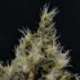 6 UND FEM - VANILLA HAZE * CBD SEEDS 6 UND FEMINIZADAS