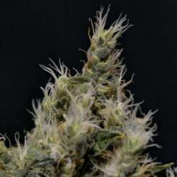 6 UND FEM - VANILLA HAZE * CBD SEEDS 6 UND FEMINIZADAS