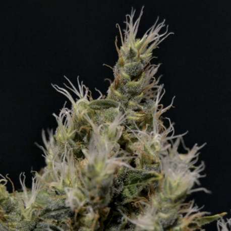 6 UND FEM - VANILLA HAZE * CBD SEEDS 6 UND FEMINIZADAS
