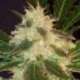 10 UND FEM - WIDOW * CBD SEEDS 10 UND FEMINIZADAS