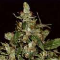 10 UND FEM - AUTO WIDOW * CBD SEEDS 10 UND FEMINIZADAS