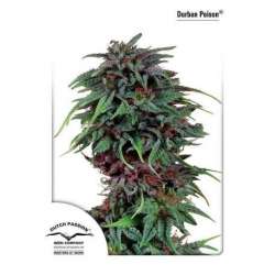 10 UND FEM - DURBAN POISON ® * DUTCH PASSION 10 UND FEMINIZADAS