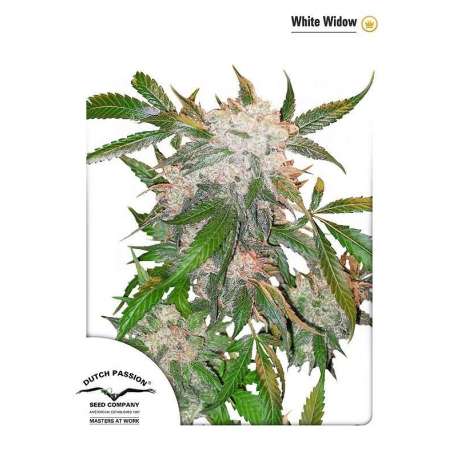 10 UND FEM - WHITE WIDOW * DUTCH PASSION 10 UND FEMINIZADAS