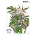 10 UND FEM - WHITE WIDOW * DUTCH PASSION 10 UND FEMINIZADAS