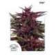 10 UND FEM - TWILIGHT ® * DUTCH PASSION 10 UND FEMINIZADAS