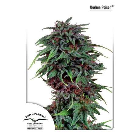 5 UND FEM - DURBAN POISON ® * DUTCH PASSION 5 UND FEMINIZADAS