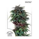 5 UND FEM - DURBAN POISON ® * DUTCH PASSION 5 UND FEMINIZADAS