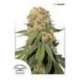 5 UND FEM - ORANGE BUD ® * DUTCH PASSION 5 UND FEMINIZADAS