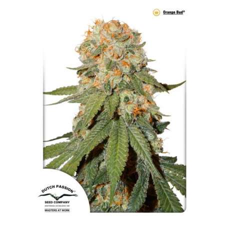 5 UND FEM - ORANGE BUD ® * DUTCH PASSION 5 UND FEMINIZADAS