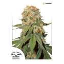 5 UND FEM - ORANGE BUD ® * DUTCH PASSION 5 UND FEMINIZADAS