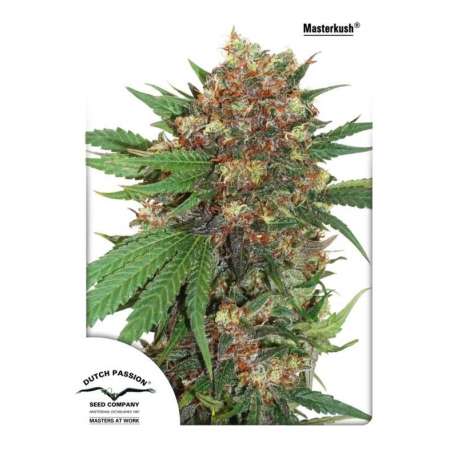 5 UND FEM - MASTER KUSH ® * DUTCH PASSION 5 UND FEMINIZADAS