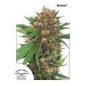 5 UND FEM - MASTER KUSH ® * DUTCH PASSION 5 UND FEMINIZADAS