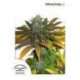 5 UND FEM - CALIFORNIAN ORANGE® * DUTCH PASSION 5 UND FEMINIZADAS