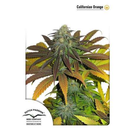 5 UND FEM - CALIFORNIAN ORANGE® * DUTCH PASSION 5 UND FEMINIZADAS