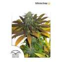 5 UND FEM - CALIFORNIAN ORANGE® * DUTCH PASSION 5 UND FEMINIZADAS