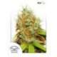 5 UND FEM - MAZAR ® * DUTCH PASSION 5 UND FEMINIZADAS