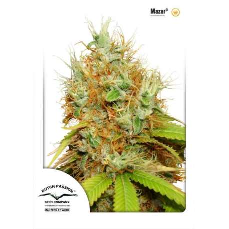 5 UND FEM - MAZAR ® * DUTCH PASSION 5 UND FEMINIZADAS