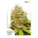 5 UND FEM - MAZAR ® * DUTCH PASSION 5 UND FEMINIZADAS