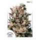 5 UND FEM - EUFORIA ® * DUTCH PASSION 5 UND FEMINIZADAS