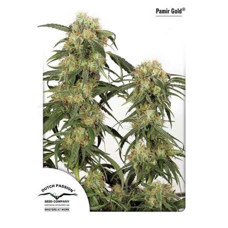 5 UND FEM - PAMIR GOLD® * DUTCH PASSION 5 UND FEMINIZADAS